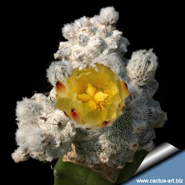 956 cactus-art Cactus Art