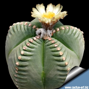 4867 cactus-art Cactus Art