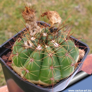 11775 cactus-art Cactus Art