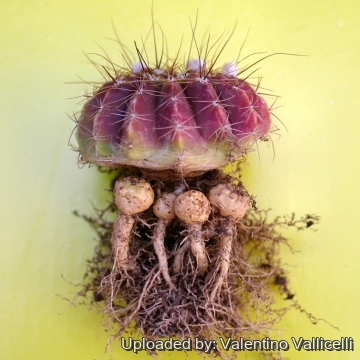 11777 valentino Valentino Vallicelli