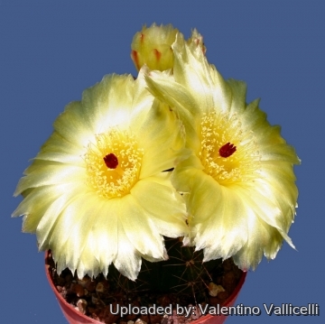 11788 valentino Valentino Vallicelli