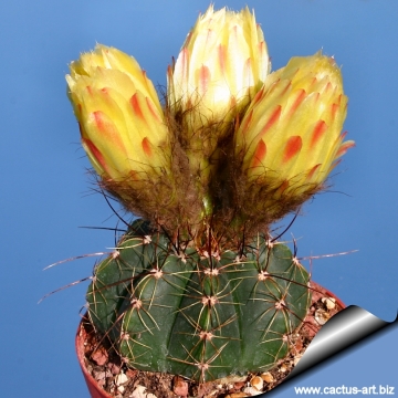 11794 cactus-art Cactus Art