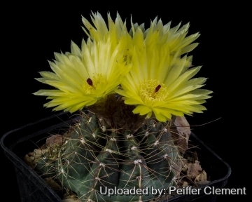 30200 cpif Peiffer Clement