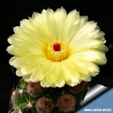 11714 cactus-art Cactus Art