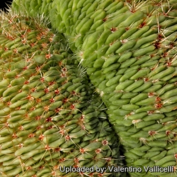 11754 valentino Valentino Vallicelli