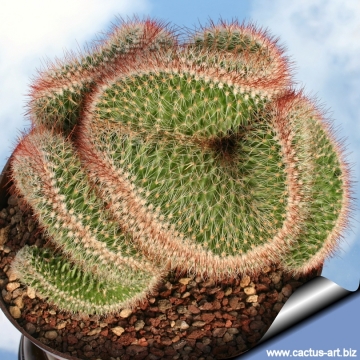 11974 cactus-art Cactus Art