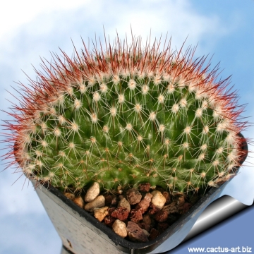 11976 cactus-art Cactus Art