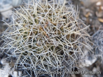 28869 amante Amante Darmanin