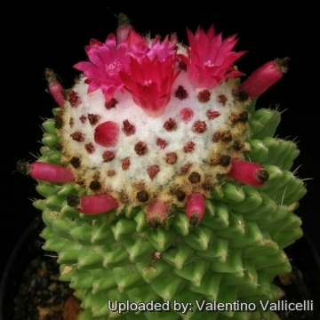 12035 valentino Valentino Vallicelli