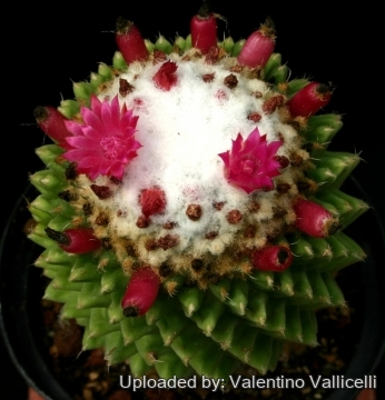 12039 valentino Valentino Vallicelli