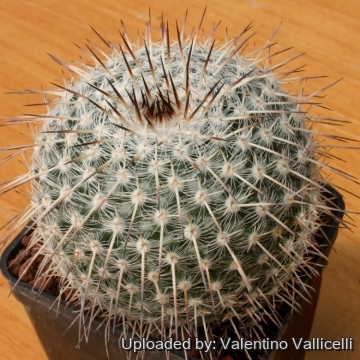 12063 valentino Valentino Vallicelli