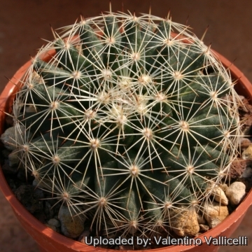 12161 valentino Valentino Vallicelli