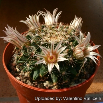 12163 valentino Valentino Vallicelli