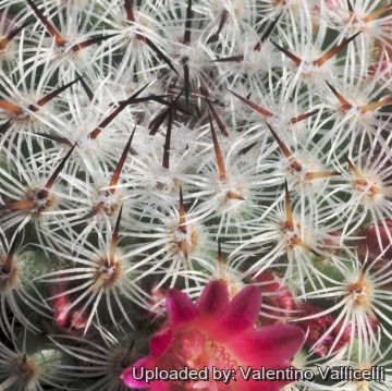 15724 valentino Valentino Vallicelli