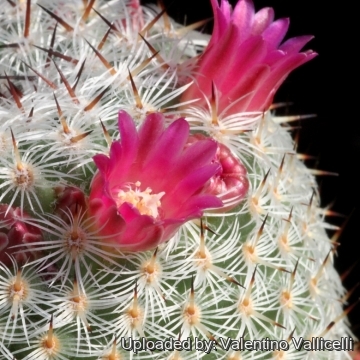 15725 valentino Valentino Vallicelli