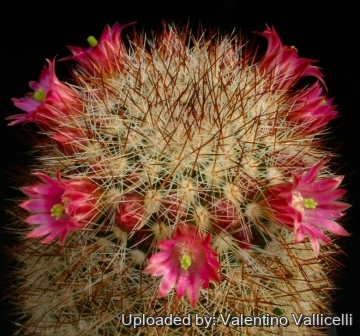 12203 valentino Valentino Vallicelli