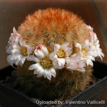 12233 valentino Valentino Vallicelli