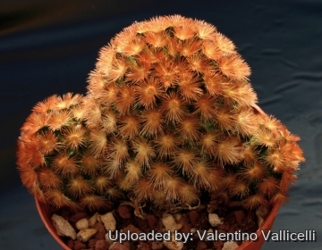 12234 valentino Valentino Vallicelli