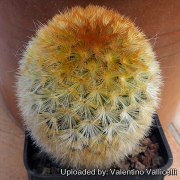 12235 valentino Valentino Vallicelli