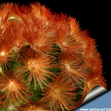 12238 cactus-art Cactus Art