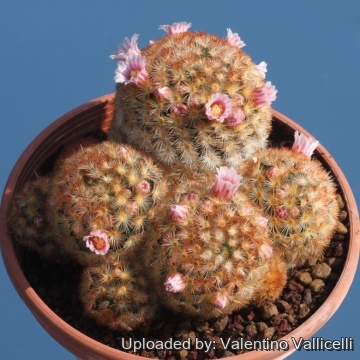 17471 valentino Valentino Vallicelli