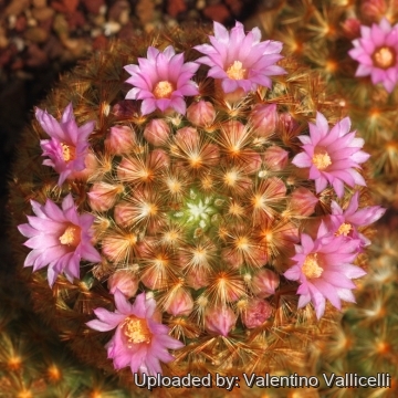 17670 valentino Valentino Vallicelli