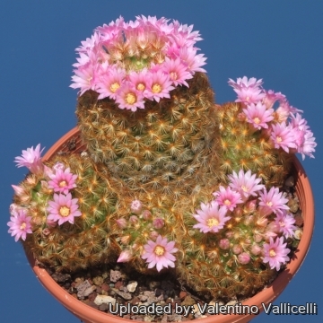 17718 valentino Valentino Vallicelli