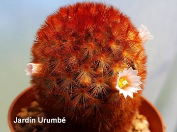 27547 alexander Alexander Arzberger