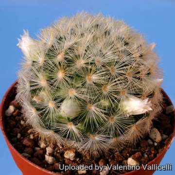 12242 valentino Valentino Vallicelli