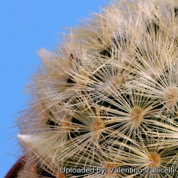 12243 valentino Valentino Vallicelli