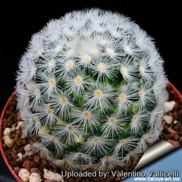 12244 valentino Valentino Vallicelli