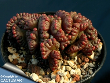 12265 cactus-art Cactus Art
