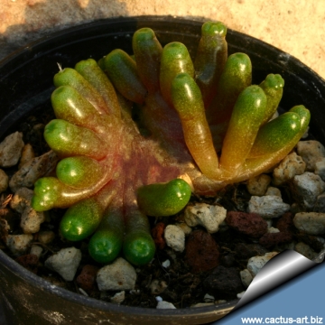 12266 cactus-art Cactus Art