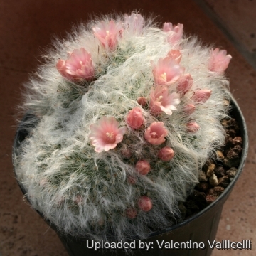 12268 valentino Valentino Vallicelli