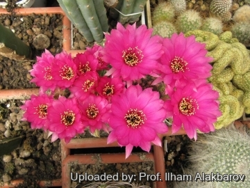 22289 Ilham Prof. Ilham Alakbarov