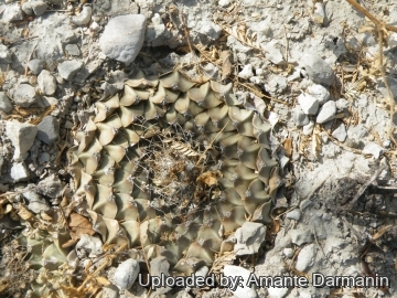 28930 amante Amante Darmanin