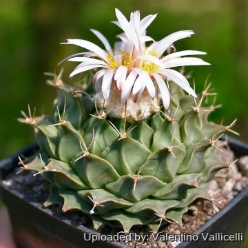 9244 valentino Valentino Vallicelli