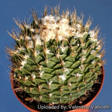 9245 valentino Valentino Vallicelli