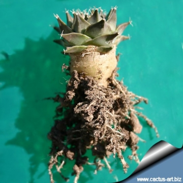 9247 cactus-art Cactus Art