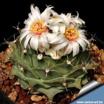 9248 cactus-art Cactus Art