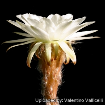 13666 valentino Valentino Vallicelli