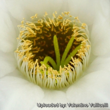 13667 valentino Valentino Vallicelli