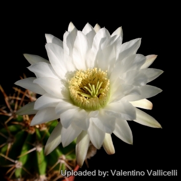 13669 valentino Valentino Vallicelli