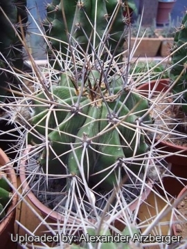 28083 alexander Alexander Arzberger