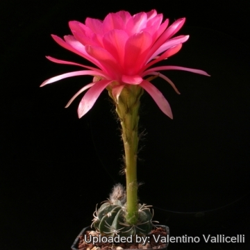 12372 valentino Valentino Vallicelli