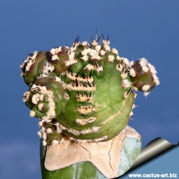 12478 cactus-art Cactus Art