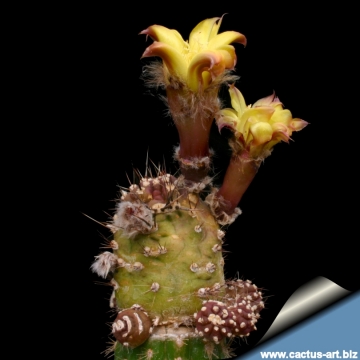 12480 cactus-art Cactus Art