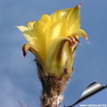 12481 cactus-art Cactus Art