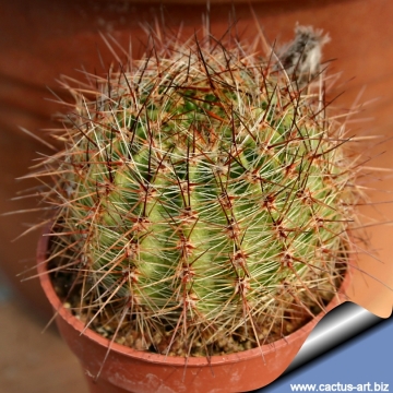 12501 cactus-art Cactus Art