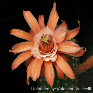 12877 valentino Valentino Vallicelli